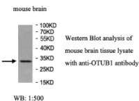 OTUB1 Antibody
