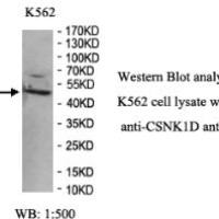 CSNK1D Antibody
