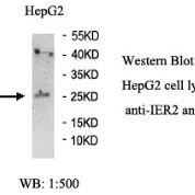 IER2 Antibody