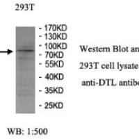 DTL Antibody