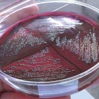 脑心浸液肉汤价格