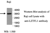 LZTFL1 Antibody