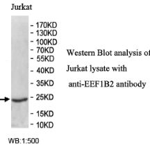 EEF1B2 Antibody
