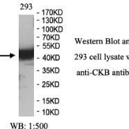 CKB Antibody