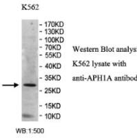 APH1A Antibody