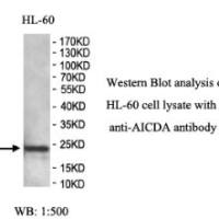 AICDA Antibody