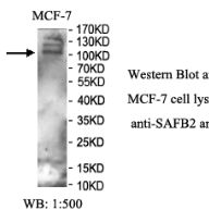 SAFB2 Antibody