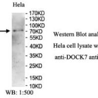 DOCK7 Antibody