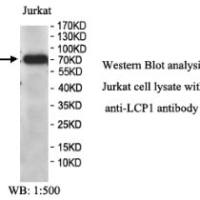 LCP1 Antibody
