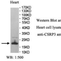 CSRP3 Antibody