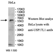 USP17L1 Antibody