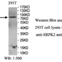 SRPK2 Antibody