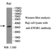 EWSR1 Antibody
