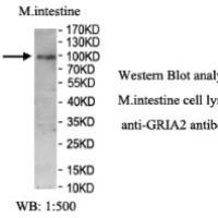 GRIA2 Antibody