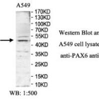 PAX6 Antibody