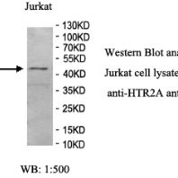 HTR2A Antibody产品图