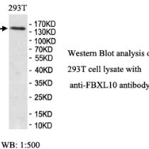 FBXL10 Antibody