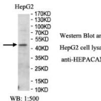 HEPACAM Antibody