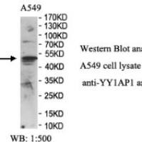 YY1AP1 Antibody