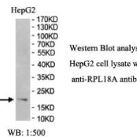 RPL18A Antibody