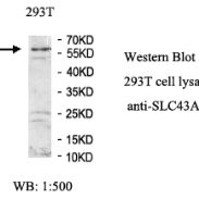 SLC43A1 Antibody