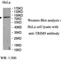 TRIM9 Antibody