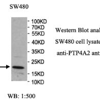 PTP4A2 Antibody