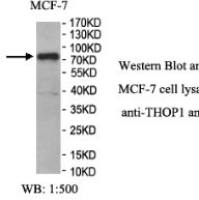 THOP1 Antibody