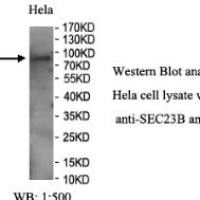SEC23B Antibody