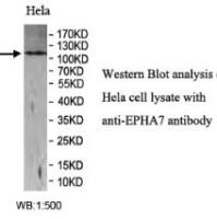 EPHA7 Antibody