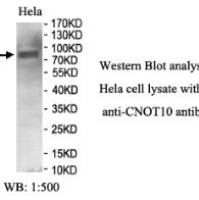CNOT10 Antibody