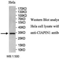 CIAPIN1 Antibody
