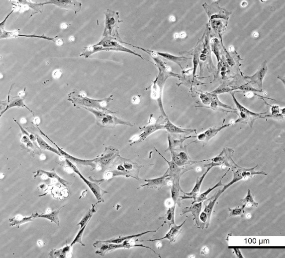 原代细胞分离和培养