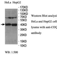 COQ3 Antibody
