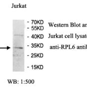RPL6 Antibody