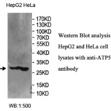 ATP5F1  Antibody