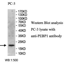 PEBP1 Antibody