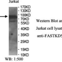 FASTKD5 Antibody