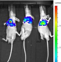 肿瘤肺转移模型