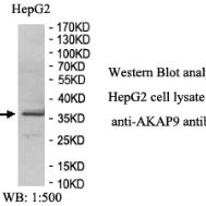 AKAP9 Antibody