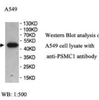 PSMC1 Antibody