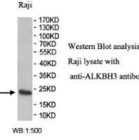 ALKBH3 Antibody