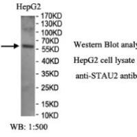 STAU2 Antibody