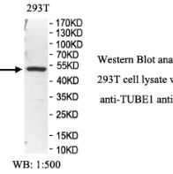 TUBE1 Antibody