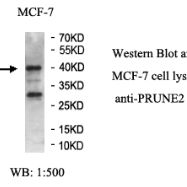 PRUNE2 Antibody