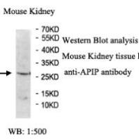 APIP Antibody
