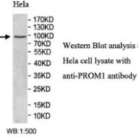 PROM1 Antibody