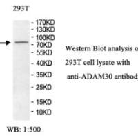 ADAM30 Antibody
