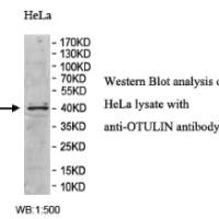 OTULIN Antibody