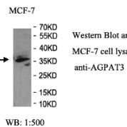 AGPAT3 Antibody